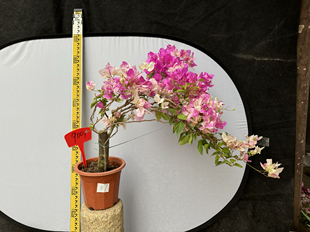 东篱小舍  花蝴蝶 红樱 漳州百变红心樱花 蝴蝶樱花三角梅 实拍照