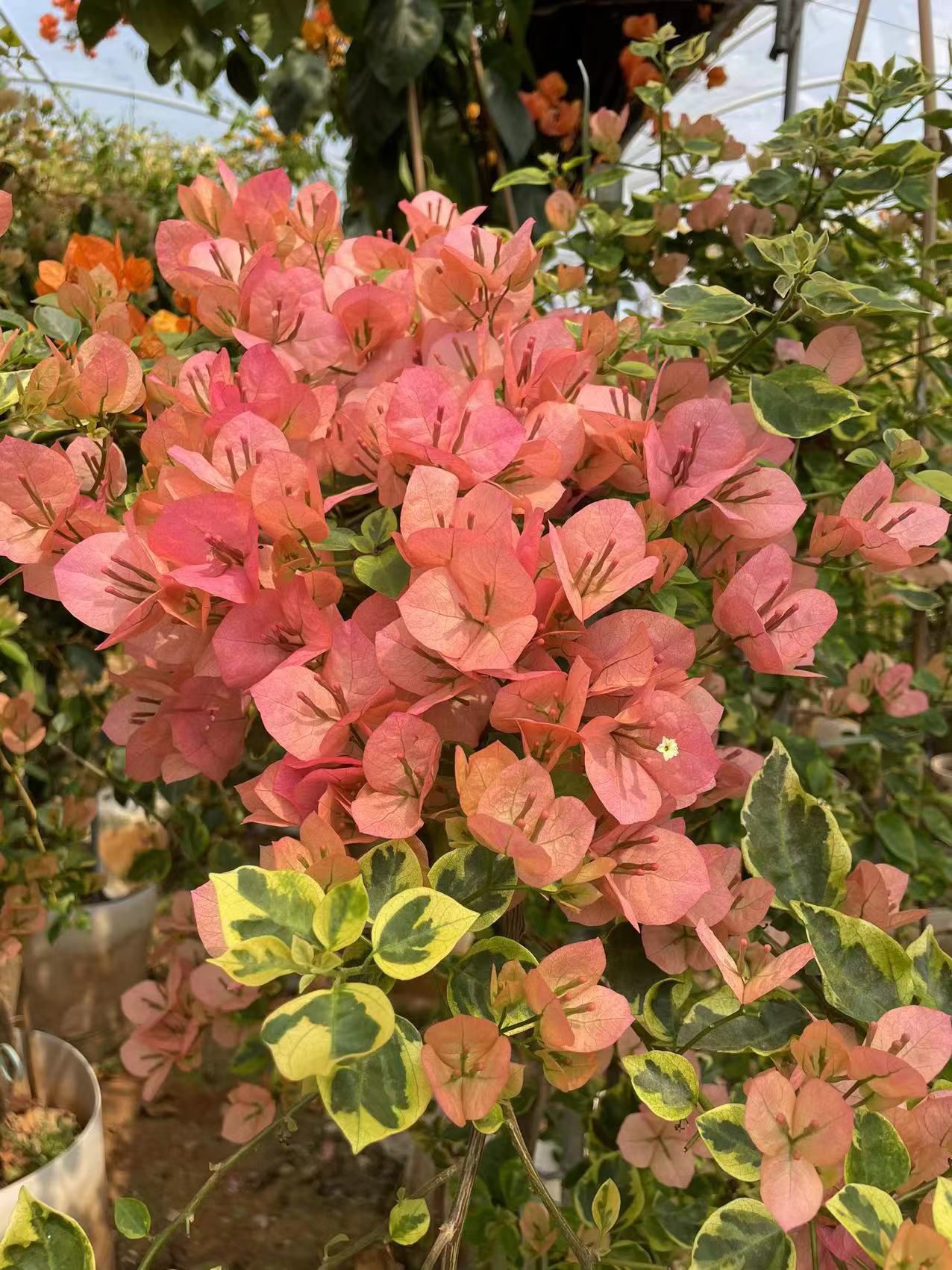 东篱小舍水仙花水培植物冬春清香