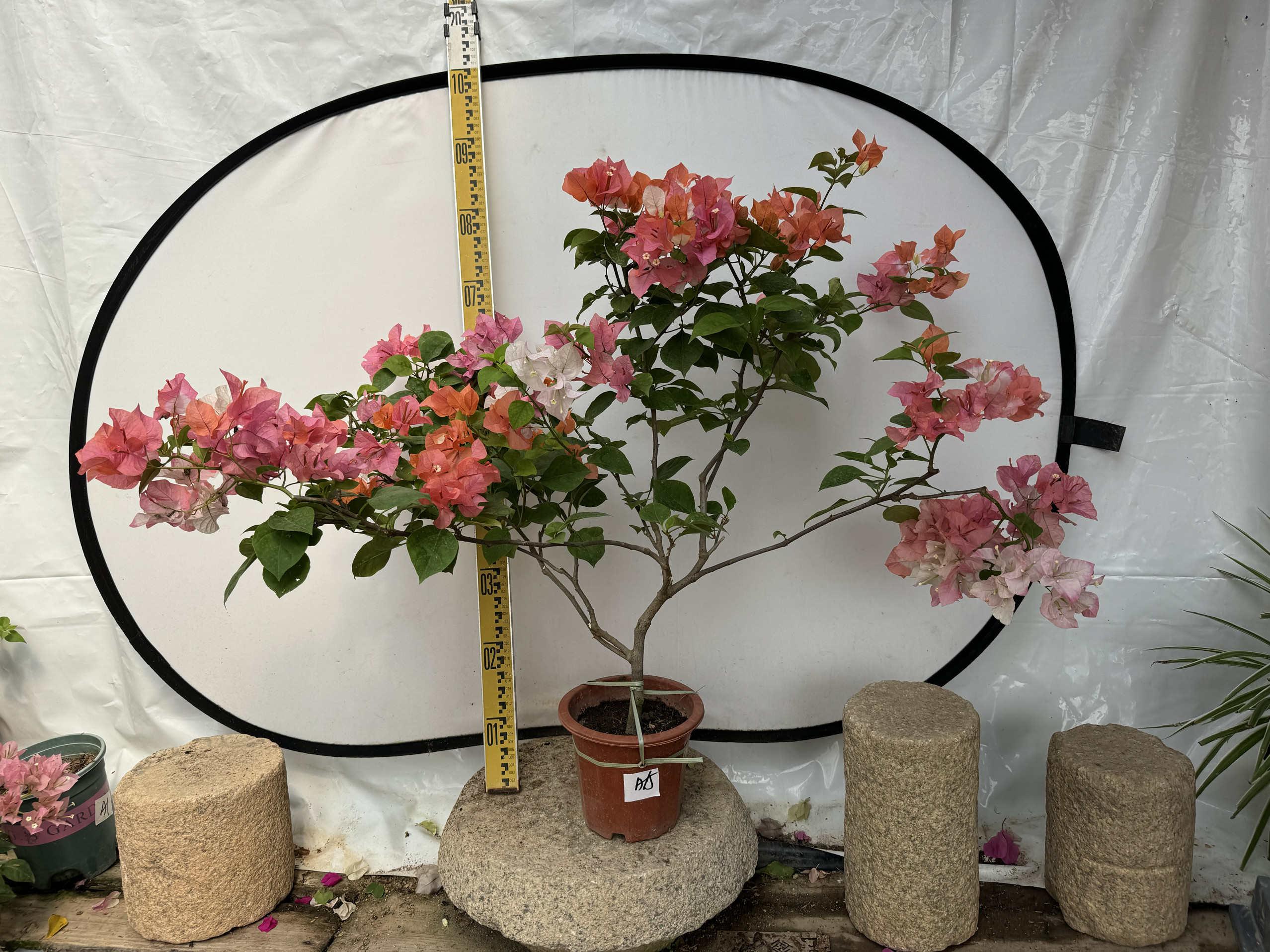 东篱小舍 三角梅勤花新品种原生橙口红 金心黄白 牙签苗 原盆发货