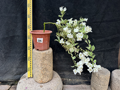 银边白雪三角梅东篱小舍勤花