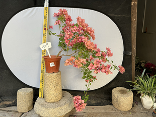 东篱小舍　三角梅勤花布里扎  卡亚塔扦插苗 实拍照原盆发