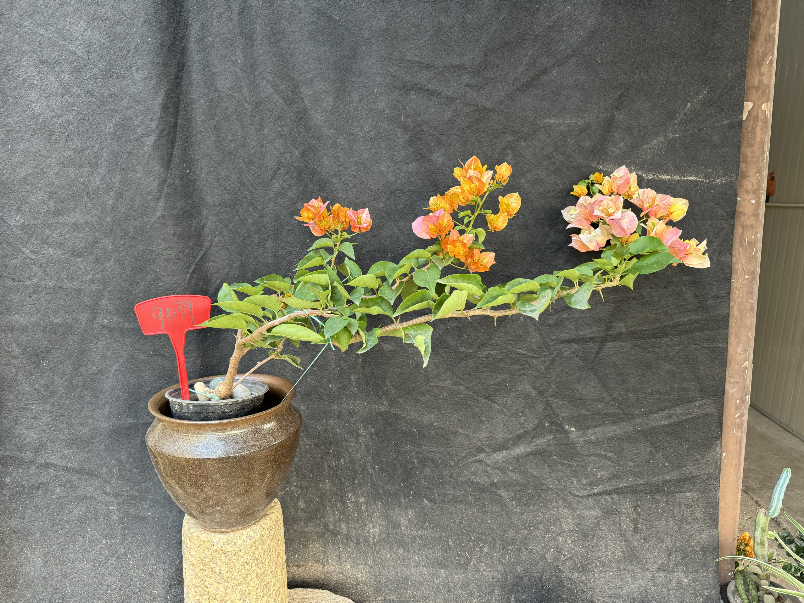 东篱小舍三角梅凤凰超大花颜色多