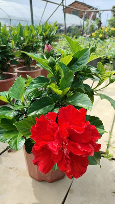 重瓣扶桑红心重瓣扶桑红心朱槿