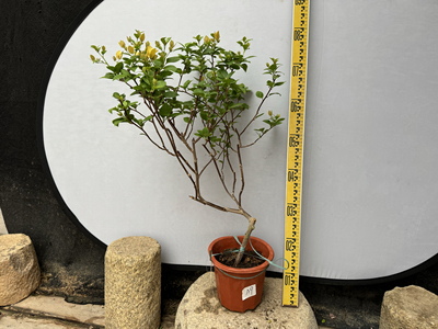 苏瓦娜奶黄色三角梅爬藤植物