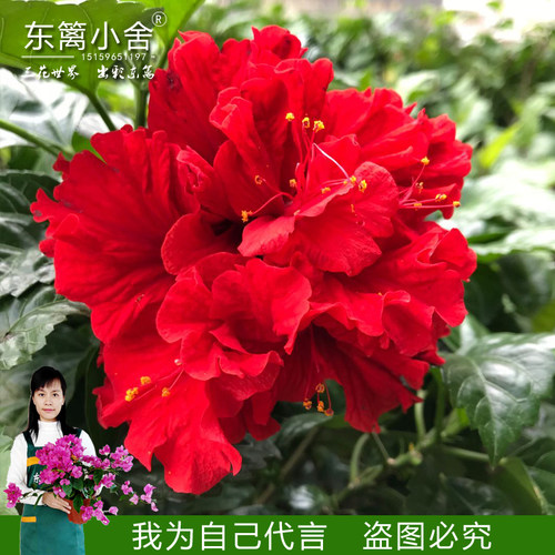 朱槿牡丹重瓣扶桑勤花品种原生