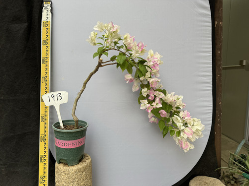 青苹果三角梅原生苗勤花暗斑叶