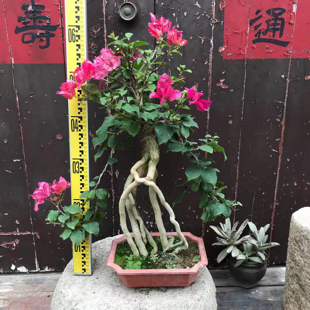 东篱小舍 三角梅索菲亚提根造型盆景实拍照 原盆发货