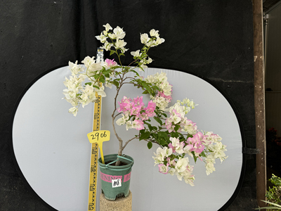 三角梅绿叶樱花勤花阳台庭院