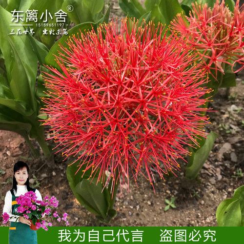 开花如绣球火球花球根植物