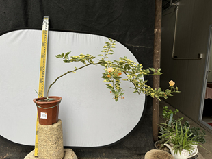 东篱小舍 三角梅原生三色马斯 实拍 原盆发