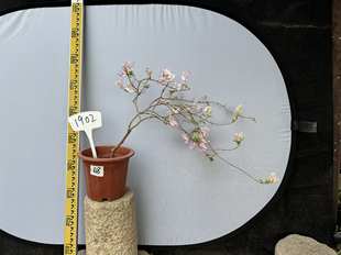 东篱小舍 三角梅金边丽娜 实拍照 原盆发