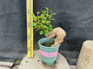 东篱小舍　三角梅小叶紫怪头提根矮霸老桩 原盆实拍照