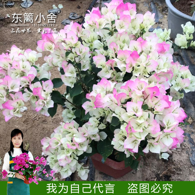东篱小舍 九重葛 三叶梅 三角梅勤花品种 原盆发货