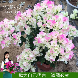 东篱小舍 九重葛 三叶梅 三角梅勤花品种　原盆发货