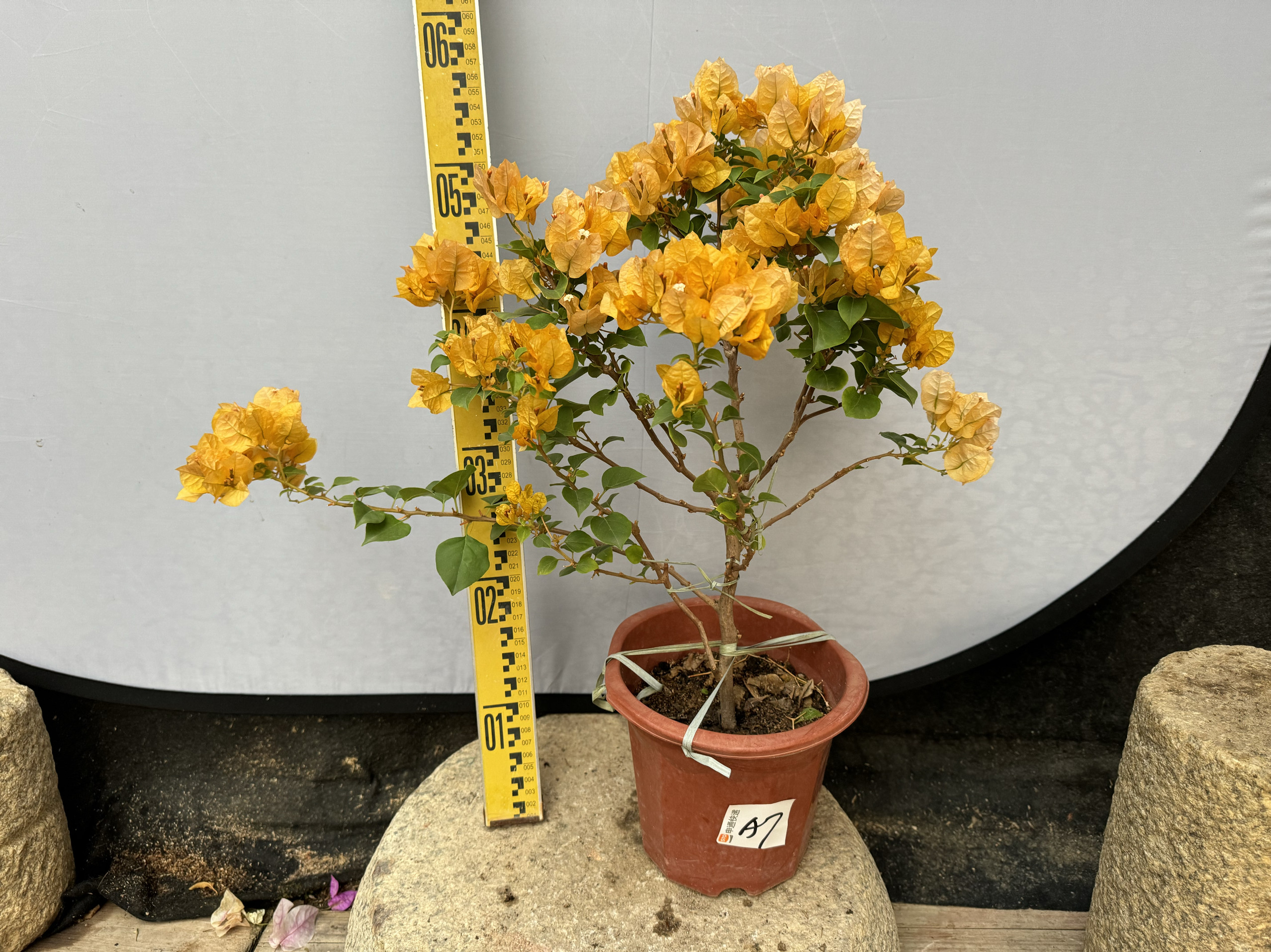 东篱小舍 三角梅勤花品种暗斑浅黄　实拍照 原盆发货,鲜花速递/花卉仿真/绿植园艺,绣球/木绣球/木本植物,淘宝优惠券,粉丝福利购,淘宝优惠卷