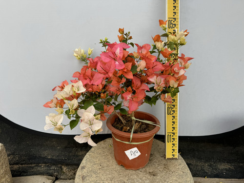 橙口红勤花品种颜色柔和三角梅