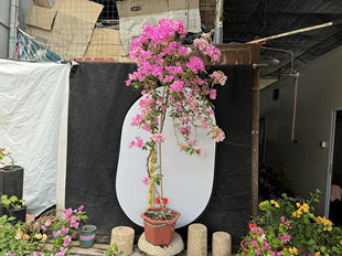 东篱小舍 三角梅百变花蝴蝶漳州红樱高飘 老桩四季开花 原盆实拍