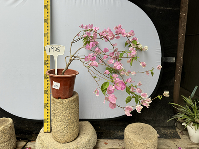 广红樱四季变色非常勤花颜色仙气