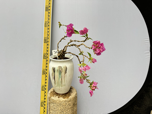 东篱小舍  三角梅迷你造型小盆景　品种多样　实拍照原盆发货