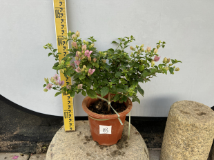 东篱小舍　三角梅软枝条品种绿叶雪紫　银边雪紫原盆实拍照