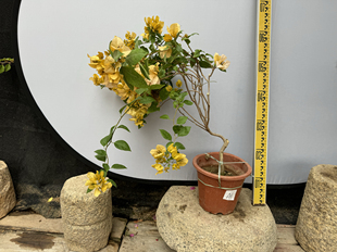 东篱小舍　三角梅黄女郎原生苗 金发女郎新苗　实拍照　原盆发货