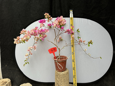 东篱小舍三角梅阳台庭院四季