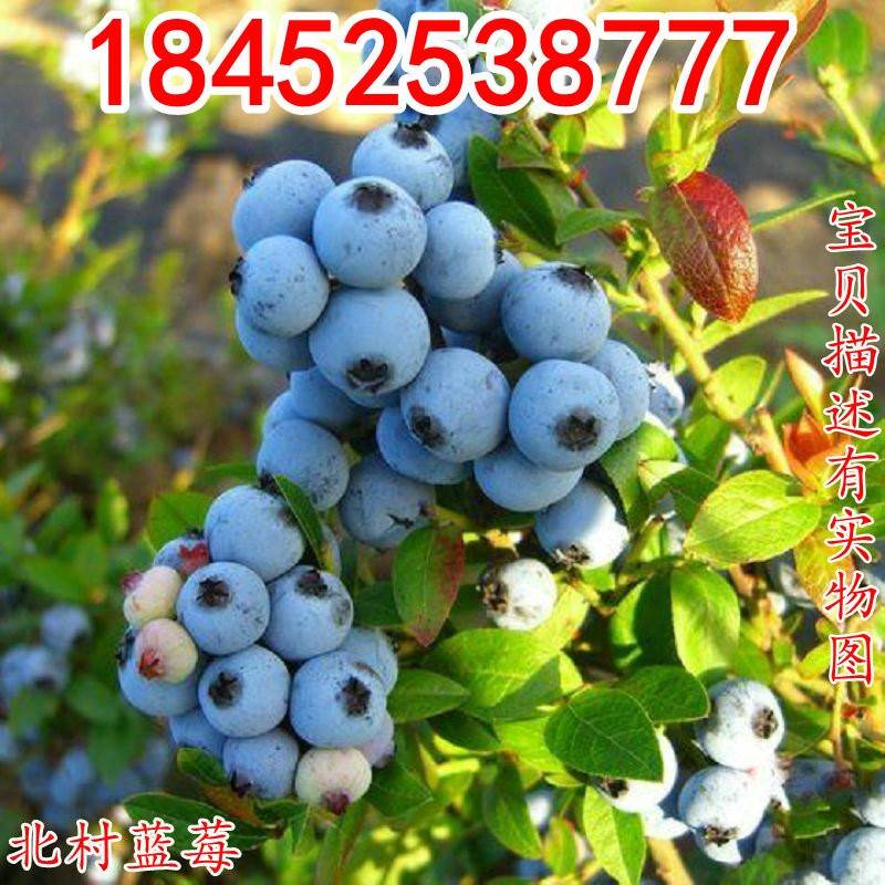 果树苗果苗庭院地栽果树苗北村种植苗南北方四季结果蓝莓盆栽当年