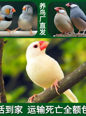 恒滋珍珠鸟活体观赏鸟灰白文鸟活鸟珍珠鸟可繁殖小型宠物可手养鸟