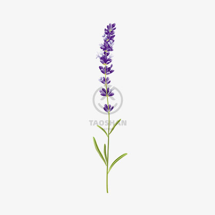 桃山/唯美时尚紫色花朵薰衣草植物韩国少女防水纹身贴
