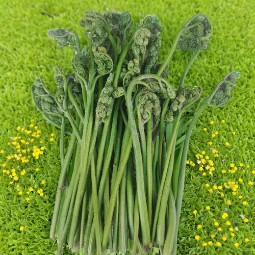 东北野生山蕨菜新鲜野菜