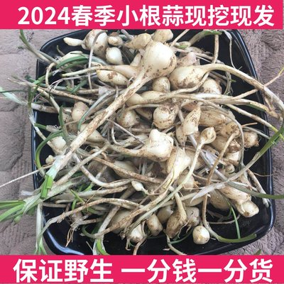 新鲜小根蒜野菜东北野生