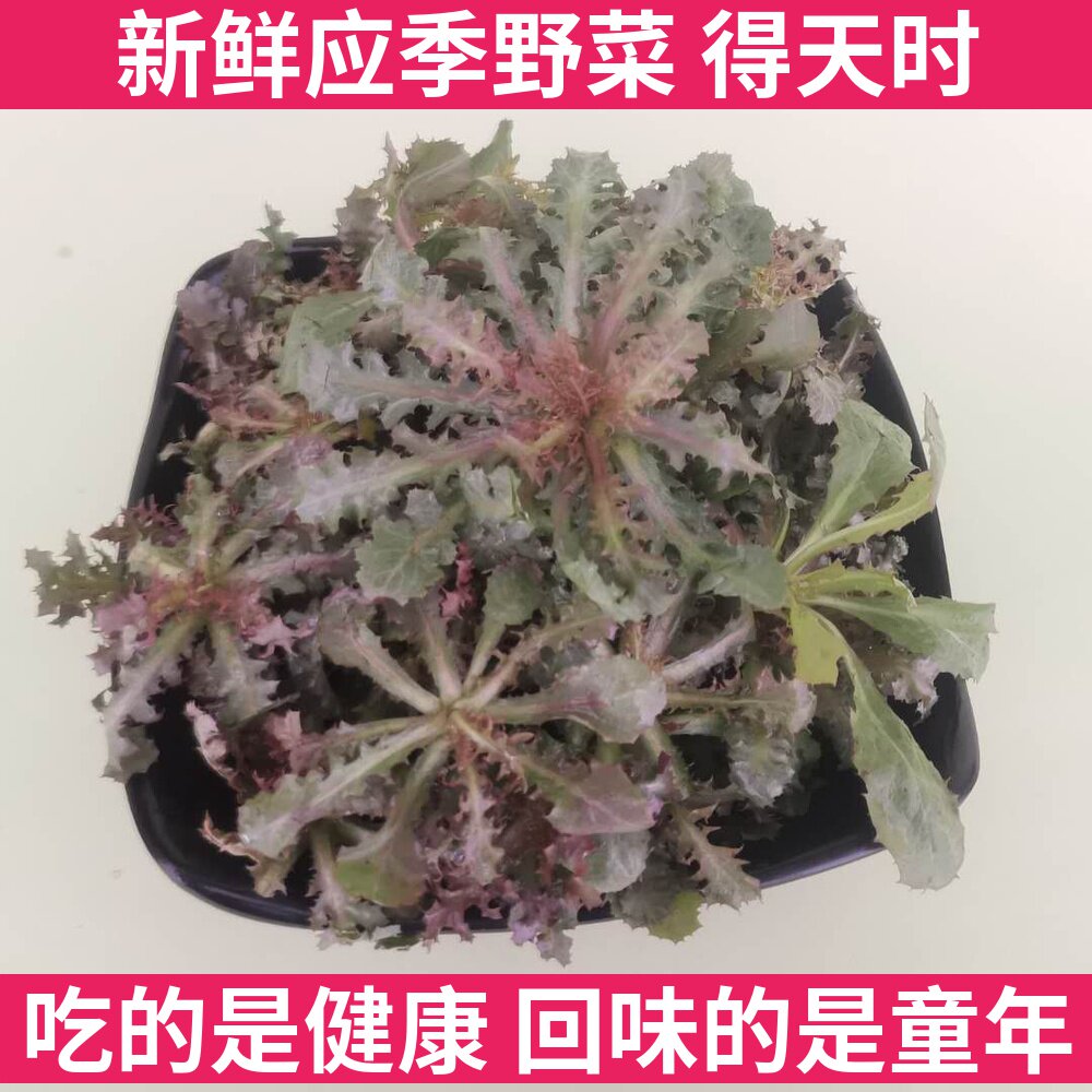 野生苦碟子新鲜东北辽宁特产菜苦蝶菜山菜野菜苦麻子菜败火菜250g