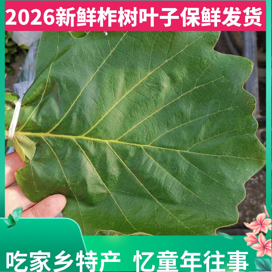 新鲜柞树叶子东北野生玻璃叶伯乐叶菠萝桲椤叶饼包粽子叶胡叶槲叶