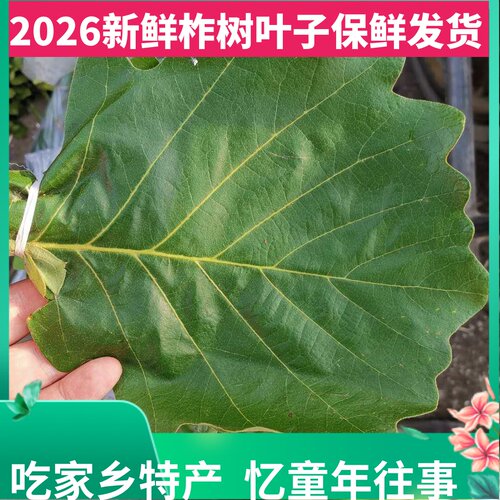 新鲜柞树东北野生伯乐粽子叶