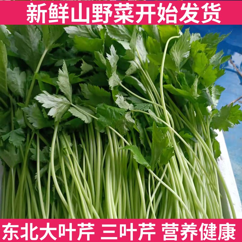大叶芹新鲜山野菜新年货三叶芹东北特产包馅食用炖炒食材三斤