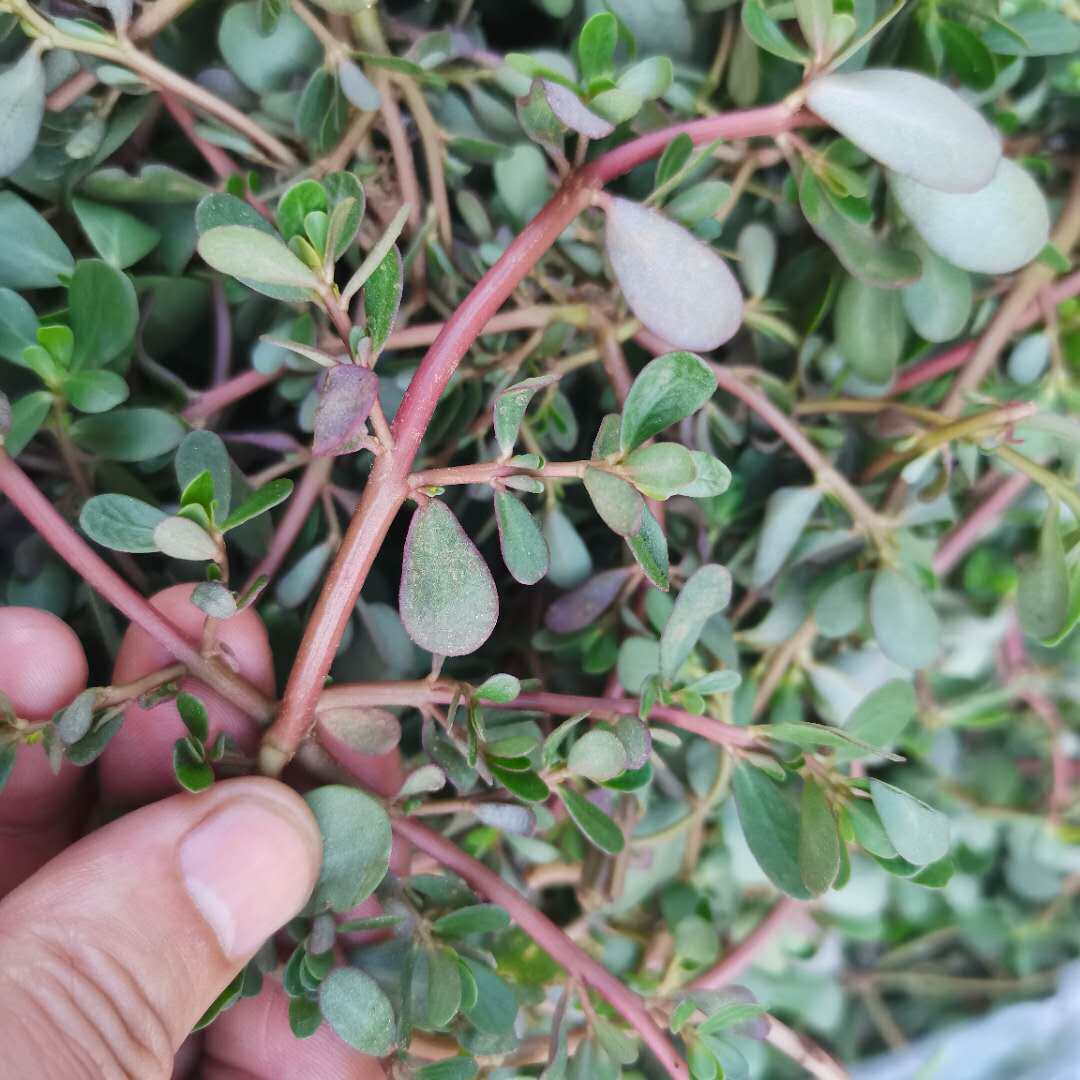 新鲜蚂蚁菜东北辽宁特产野生马齿苋菜马蜂菜长寿菜山野菜1斤包邮