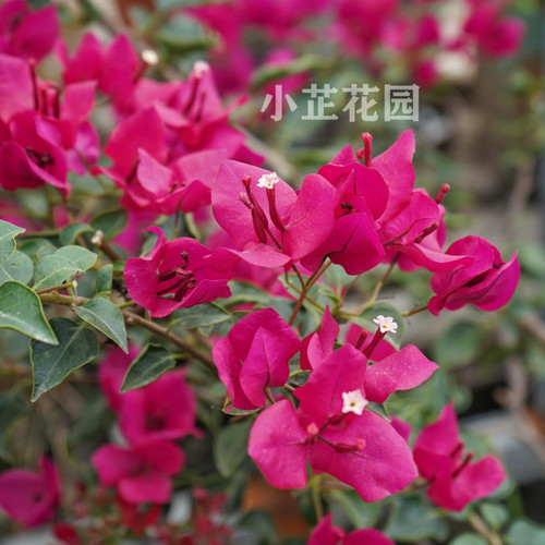 印度黑美人红色精品三角梅勤花易养庭院阳台绿植盆栽带花小芷花园