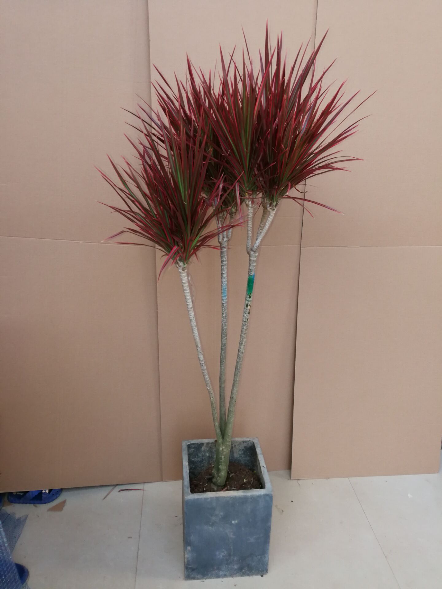 包邮七彩铁千年木盆栽 三色龙血树 观叶植物 室内老桩盆景 吸甲醛