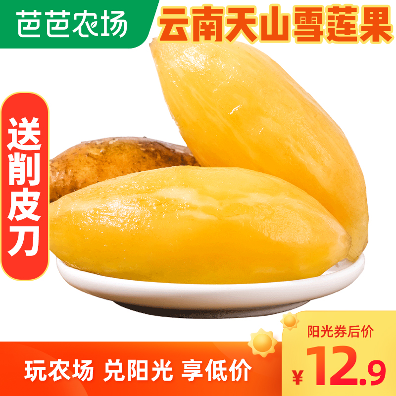 【防摔包装】云南雪莲果大果新鲜水果10斤天山雪莲果当季包邮整箱