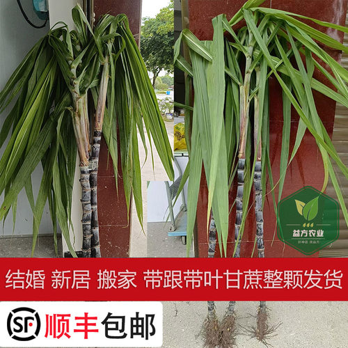 结婚新居搬家喜事黑红皮甘蔗整根