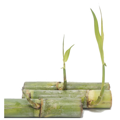 每根3-4芽青皮水果甘蔗种陶山农家引进种苗绿皮甘蔗梢新鲜现摘