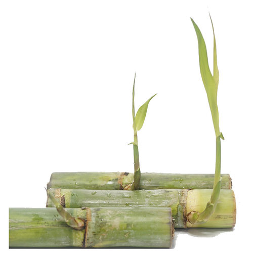 每根3-4芽青皮水果甘蔗种陶山农家引进种苗绿皮甘蔗梢新鲜现摘