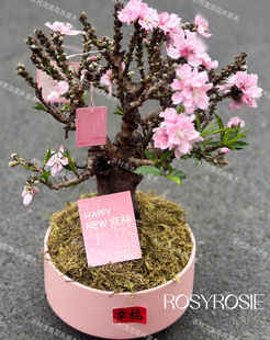 带花苞矮化盆栽桃花树苗招桃花运观赏客厅室内风水桃阳台四季花卉