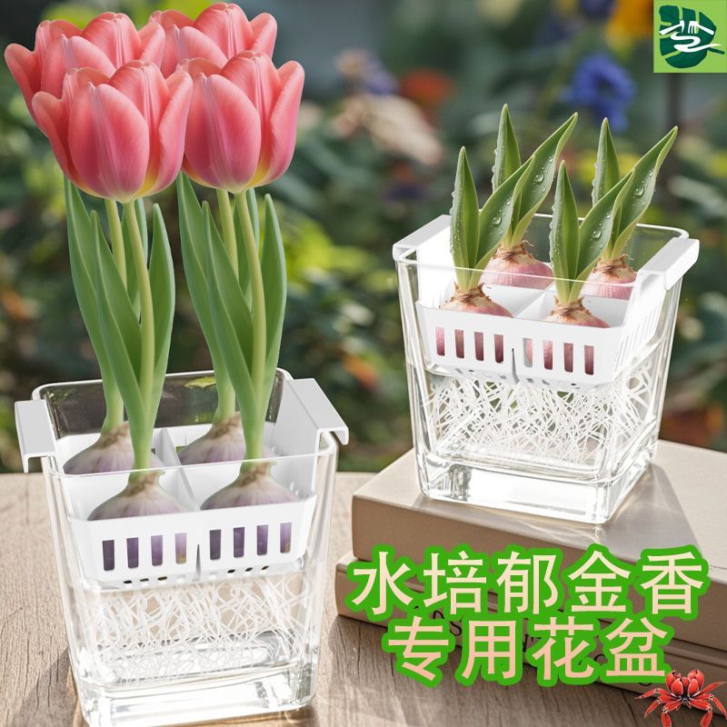 花卉水培种球通用带定植篮图片