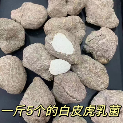 野生虎乳菌云南高原只有一点
