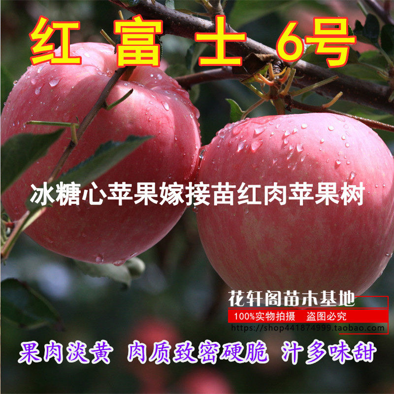 红富士6号苹果苗 冰糖心苹果嫁接苗红肉苹果树南北方种植当年结果