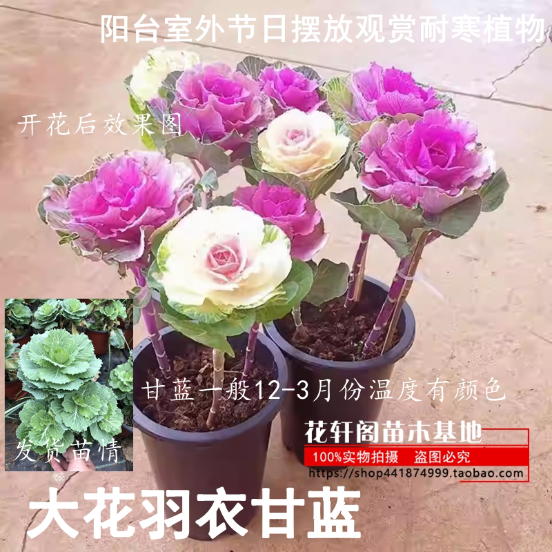 成品老桩大花羽衣甘蓝花卉绿植盆栽阳台室外节日摆放观赏耐寒植物