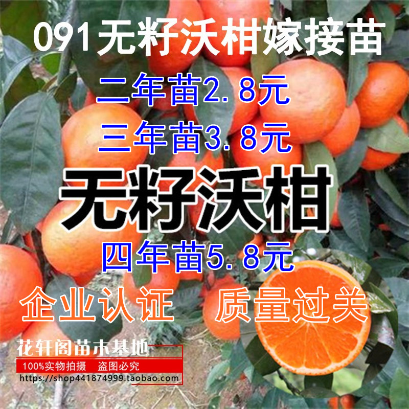 新品种沃柑树苗无核沃柑柑橘苗中柑所091无籽沃柑嫁接苗当年结果 鲜花速递/花卉仿真/绿植园艺 果树 原图主图