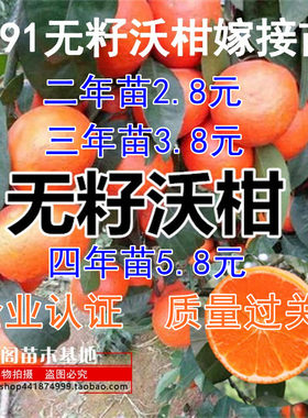 新品种沃柑树苗无籽沃柑嫁接苗