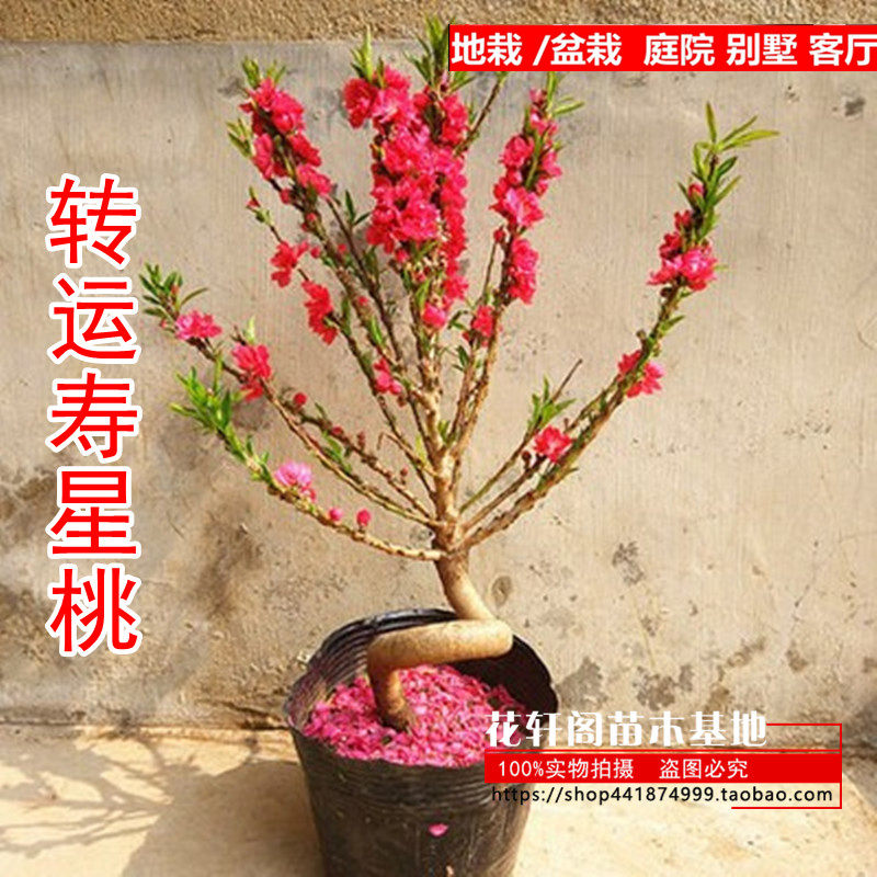寿星桃苗重瓣桃花寿心桃盆栽 盆景桃树苗耐寒植物